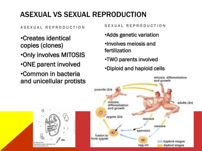 Asexual vs sexual reproduction worksheet