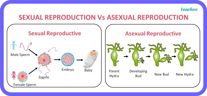 Asexual vs sexual reproduction worksheet